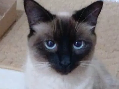 Gato ra a SRD-ViraLata idade 7 a 11 meses nome Siamesa especial