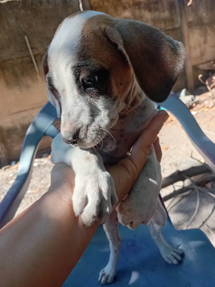 Cachorro ra a SRD-ViraLata idade 2 a 6 meses nome Sem nome 