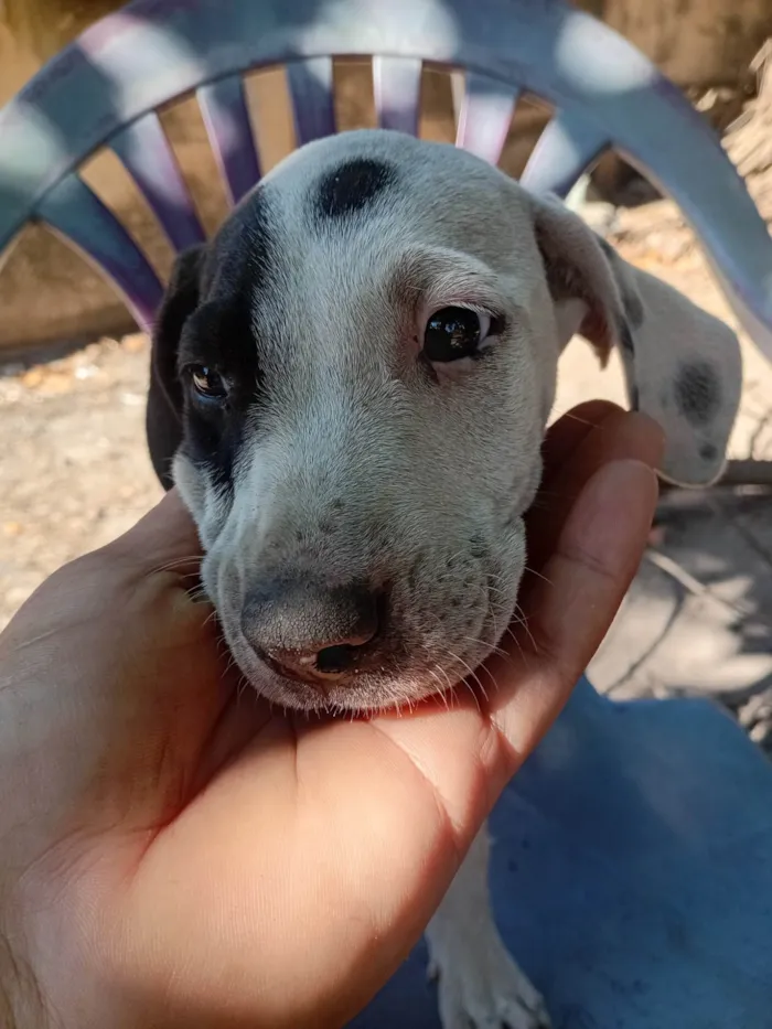 Cachorro ra a SRD-ViraLata idade 2 a 6 meses nome Sem nome 