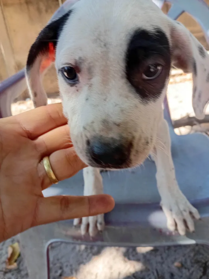 Cachorro ra a SRD-ViraLata idade 2 a 6 meses nome Sem nome 