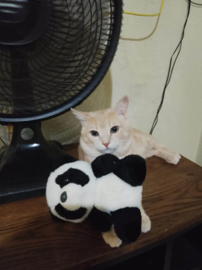 Gato ra a SRD-ViraLata idade 1 ano nome Francisco