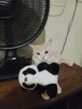 Francisco
