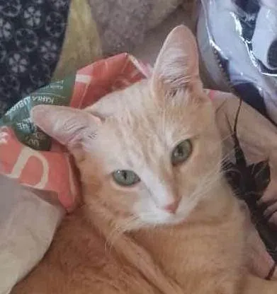 Gato ra a SRD-ViraLata idade 1 ano nome Francisco