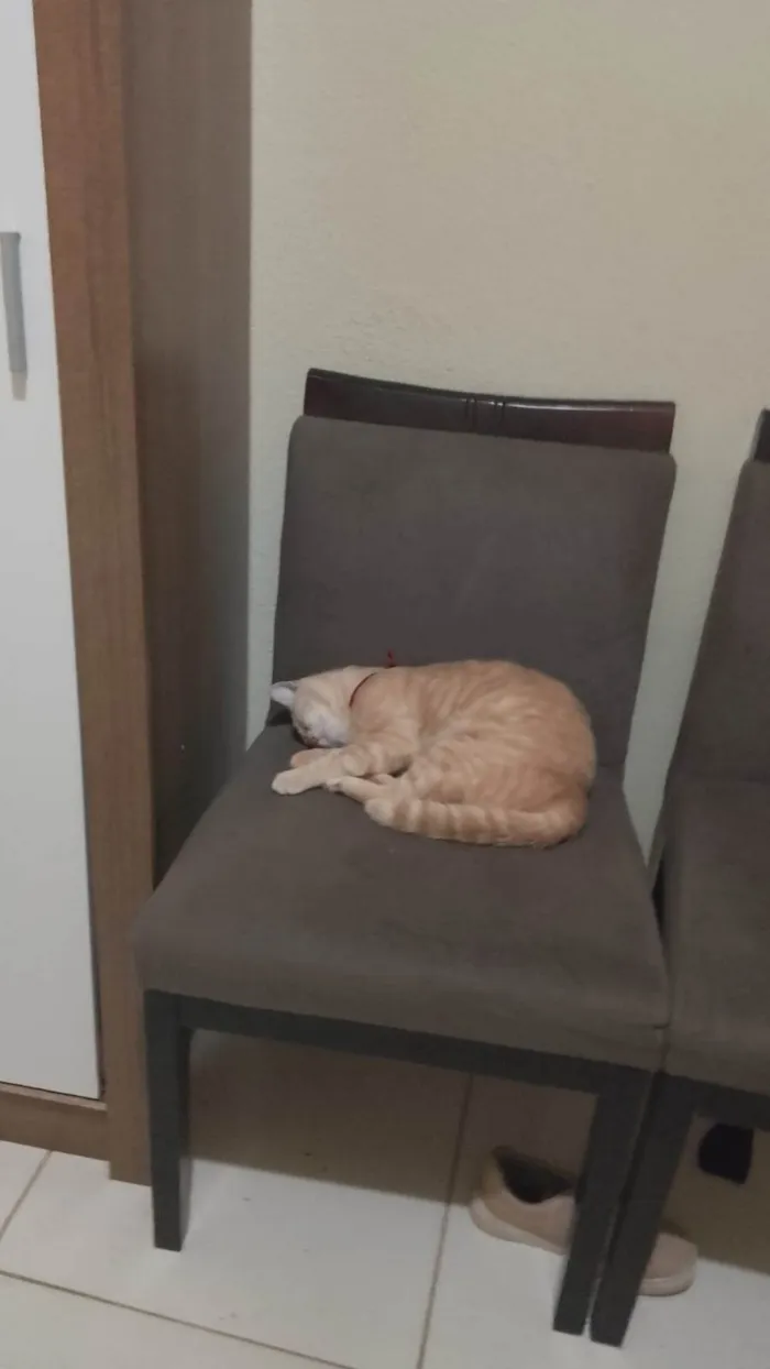 Gato ra a SRD-ViraLata idade 1 ano nome Francisco
