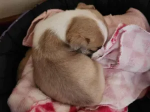 Cachorro raça SRD-ViraLata idade Abaixo de 2 meses nome Sem nome