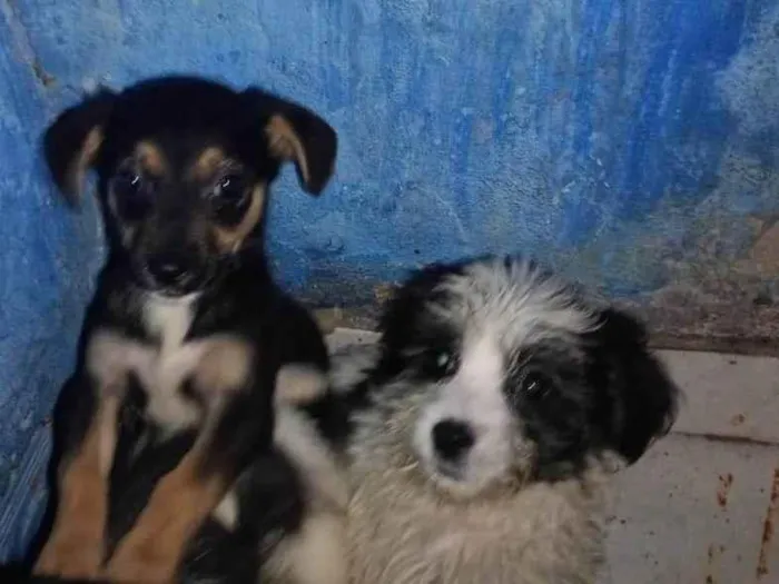 Cachorro ra a Pequinês idade 2 a 6 meses nome Laura 