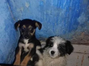 Cachorro raça Pequinês idade 2 a 6 meses nome Laura 