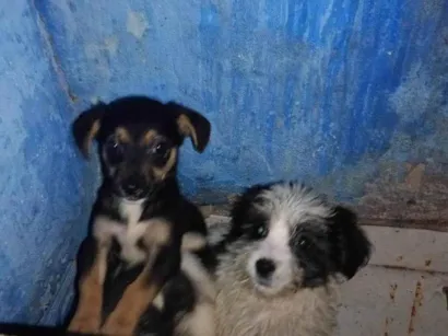 Cachorro raça Pequinês idade 2 a 6 meses nome Laura 