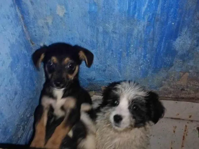 Cachorro ra a Pequinês idade 2 a 6 meses nome Laura 