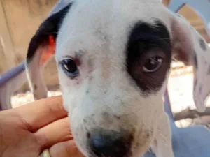 Cachorro raça SRD-ViraLata idade 2 a 6 meses nome Sem nome 