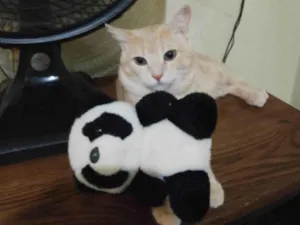 Gato raça SRD-ViraLata idade 1 ano nome Francisco