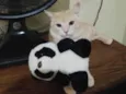 Francisco