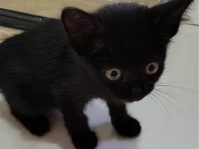 Gato raça SRD-ViraLata idade Abaixo de 2 meses nome Pretinho