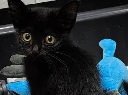 Gato ra a SRD-ViraLata idade Abaixo de 2 meses nome Pretinho