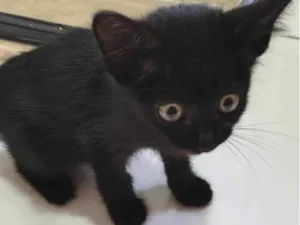 Gato raça SRD-ViraLata idade Abaixo de 2 meses nome Pretinho