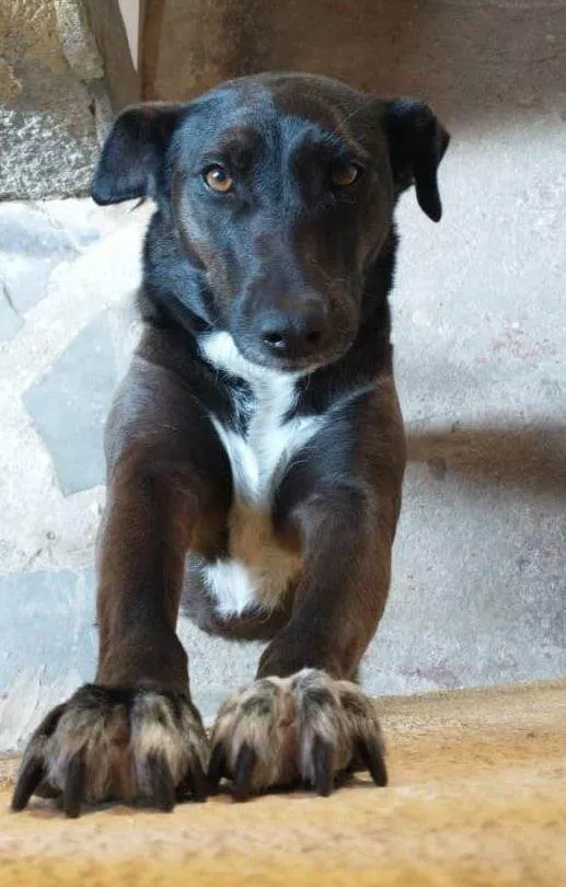 Cachorro ra a SRD-ViraLata idade 6 ou mais anos nome Leonora