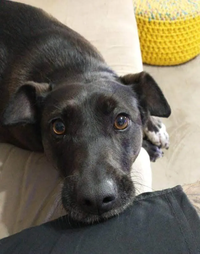 Cachorro ra a SRD-ViraLata idade 6 ou mais anos nome Leonora