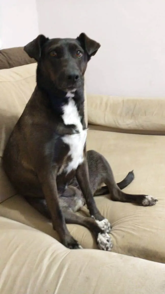 Cachorro ra a SRD-ViraLata idade 6 ou mais anos nome Leonora