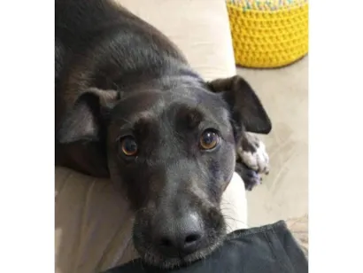 Cachorro raça SRD-ViraLata idade 6 ou mais anos nome Leonora