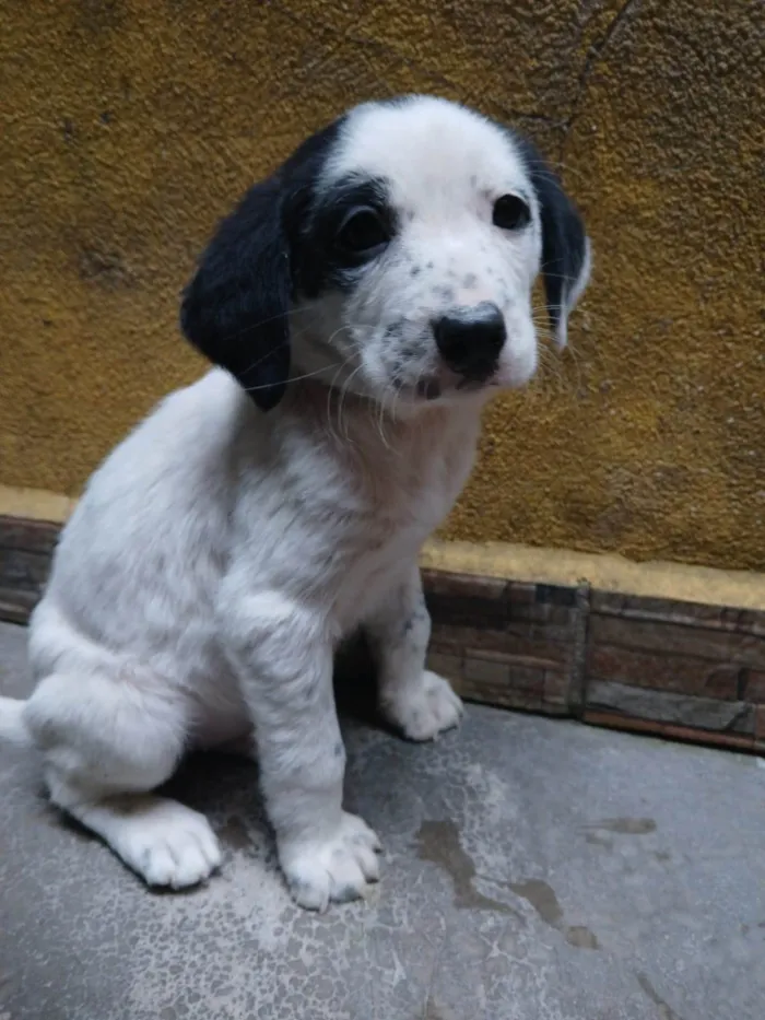Cachorro ra a SRD-ViraLata idade Abaixo de 2 meses nome S/ nome 