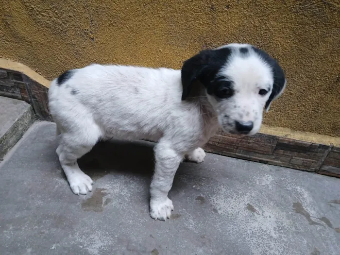 Cachorro ra a SRD-ViraLata idade Abaixo de 2 meses nome S/ nome 