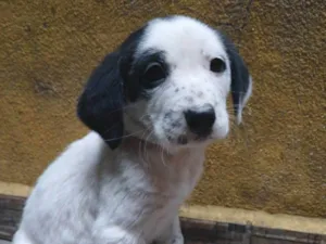Cachorro raça SRD-ViraLata idade Abaixo de 2 meses nome S/ nome 