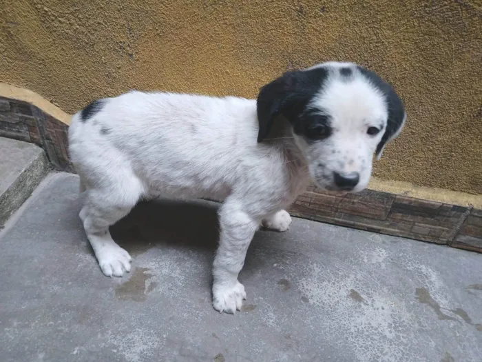 Cachorro ra a SRD-ViraLata idade Abaixo de 2 meses nome S/ nome 