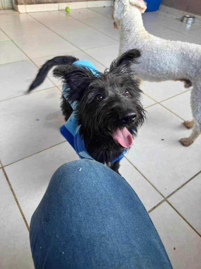 Cachorro ra a SRD-ViraLata idade 1 ano nome Brito 
