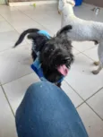 Brito