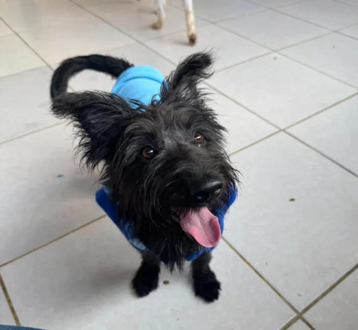 Cachorro ra a SRD-ViraLata idade 1 ano nome Brito 