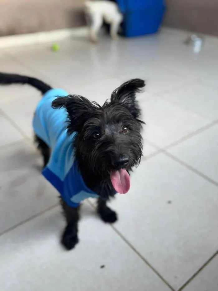 Cachorro ra a SRD-ViraLata idade 1 ano nome Brito 