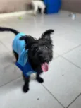 Brito