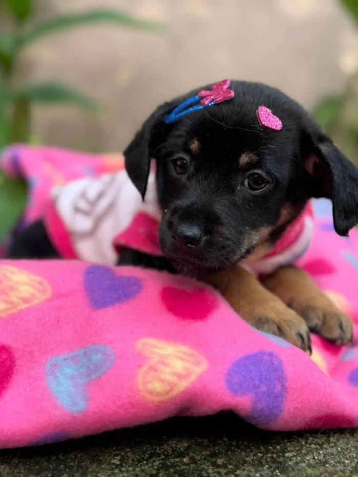 Cachorro ra a SRD-ViraLata idade 2 a 6 meses nome Suri 