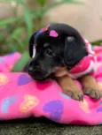 Suri