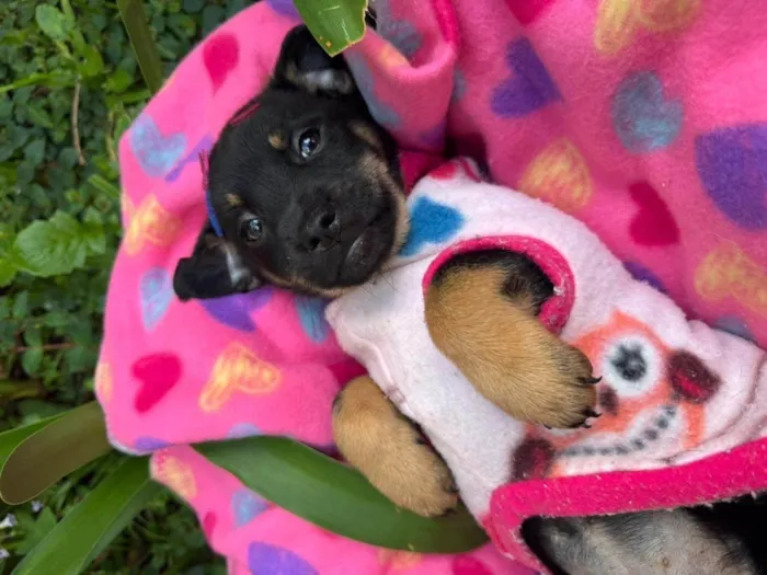 Cachorro ra a SRD-ViraLata idade 2 a 6 meses nome Suri 
