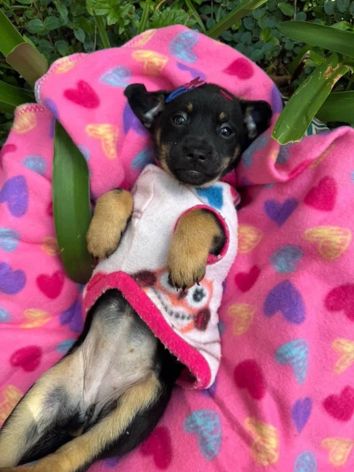 Cachorro ra a SRD-ViraLata idade 2 a 6 meses nome Suri 