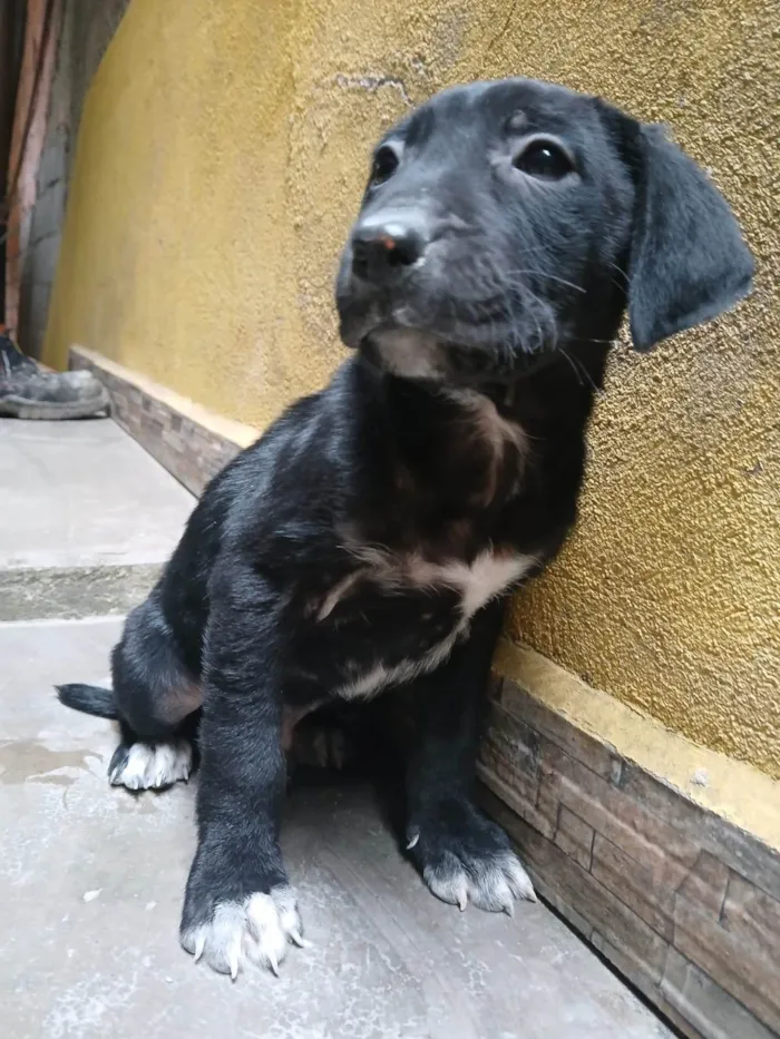 Cachorro ra a SRD-ViraLata idade Abaixo de 2 meses nome S/ nome 