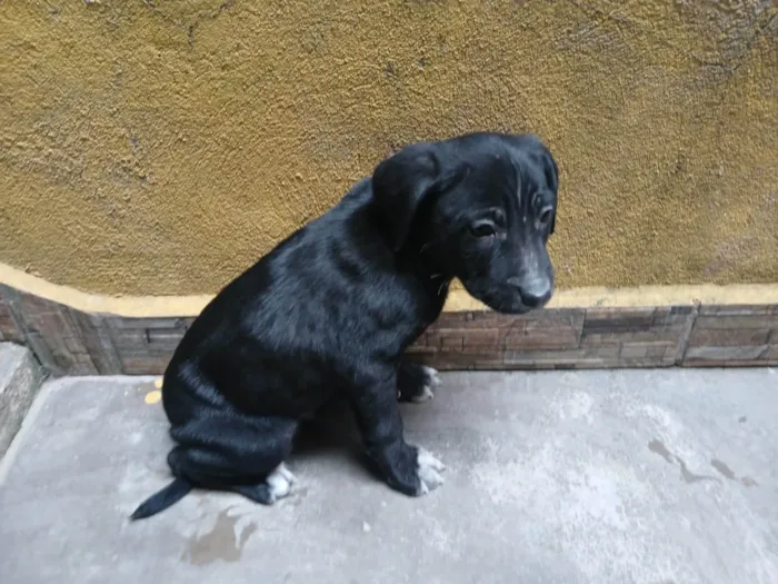Cachorro ra a SRD-ViraLata idade Abaixo de 2 meses nome S/ nome 