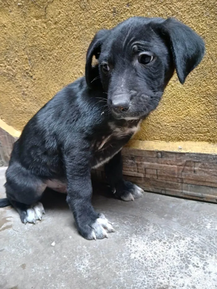 Cachorro ra a SRD-ViraLata idade Abaixo de 2 meses nome S/ nome 