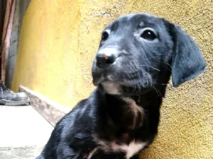 Cachorro raça SRD-ViraLata idade Abaixo de 2 meses nome S/ nome 