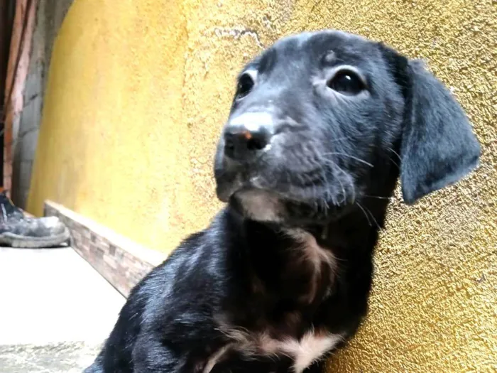 Cachorro ra a SRD-ViraLata idade Abaixo de 2 meses nome S/ nome 