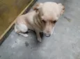 Pipoca