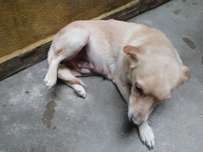 Cachorro ra a SRD-ViraLata idade 6 ou mais anos nome Pipoca 