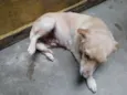 Pipoca