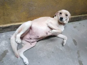 Cachorro raça SRD-ViraLata idade 6 ou mais anos nome Pipoca 