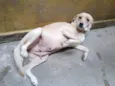 Pipoca
