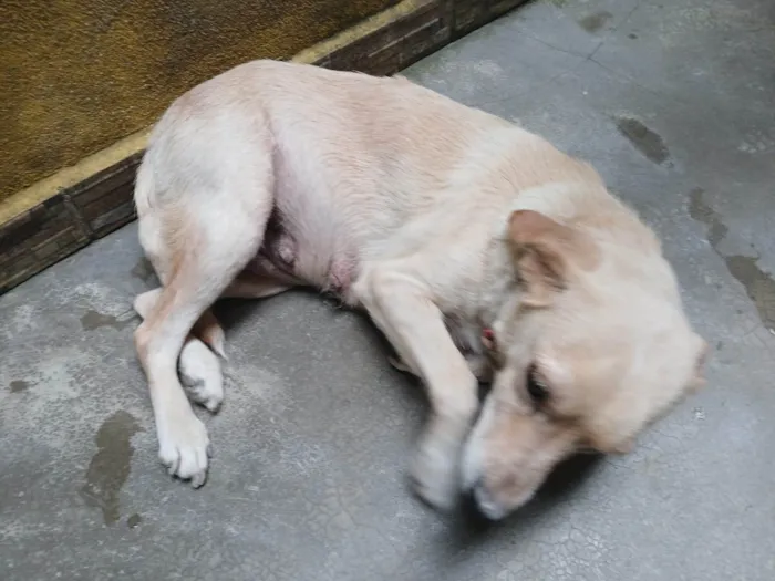 Cachorro ra a SRD-ViraLata idade 6 ou mais anos nome Pipoca 