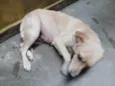 Pipoca