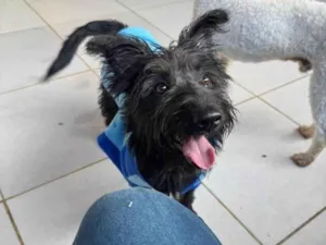 Cachorro raça SRD-ViraLata idade 1 ano nome Brito 
