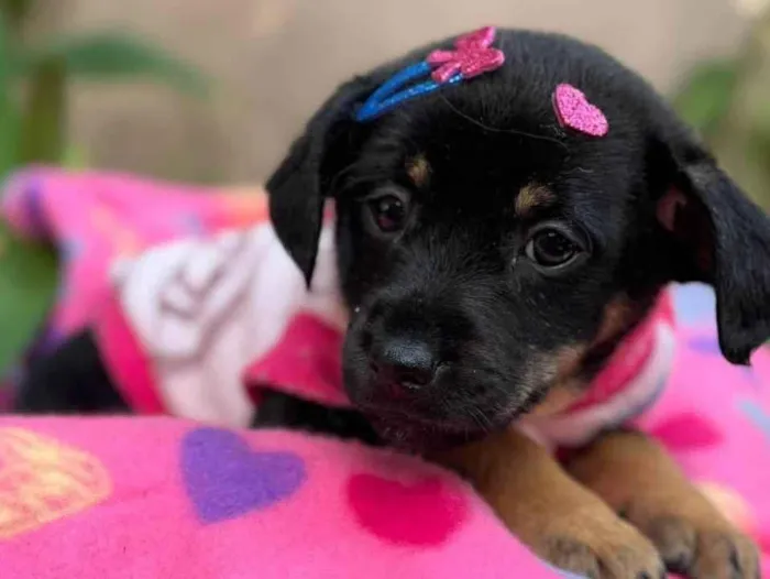 Cachorro ra a SRD-ViraLata idade 2 a 6 meses nome Suri 